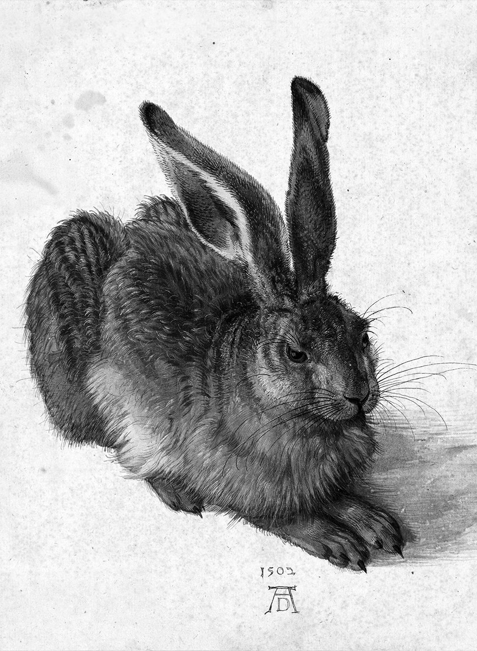 Albrecht Dürer Hase